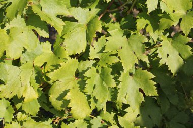 Üzüm bağlarının yeşil yaprakları.