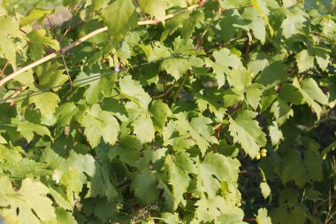 Üzüm bağlarının yeşil yaprakları.