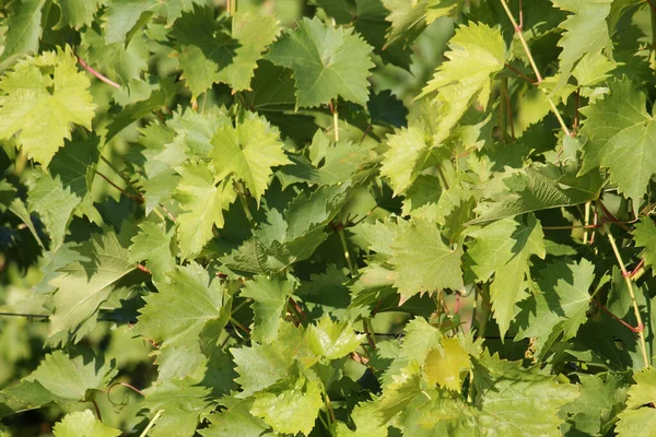 Зелене Листя Виноградної Лози — стокове фото