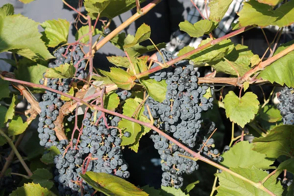 Des Grappes Raisins Bleus Mûrs Sur Vigne Aux Feuilles Vertes — Photo