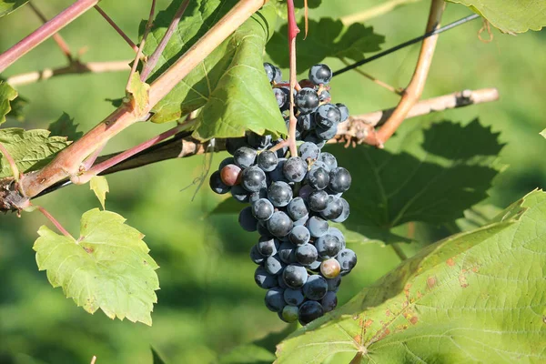 Bouquet Raisins Bleus Mûrs Sur Vigne Aux Feuilles Vertes — Photo