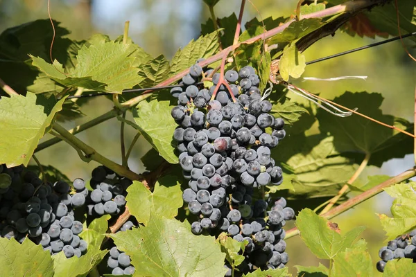 Des Grappes Raisins Bleus Mûrs Sur Vigne Aux Feuilles Vertes — Photo