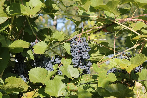 Des Grappes Raisins Bleus Mûrs Sur Vigne Aux Feuilles Vertes — Photo