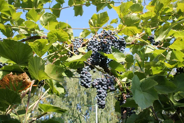 Des Grappes Raisins Bleus Mûrs Sur Vigne Aux Feuilles Vertes — Photo