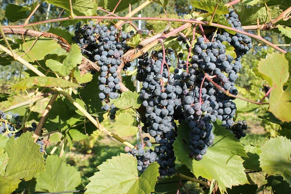 Буки Стиглого Синього Винограду Лозі Зеленим Листям — стокове фото