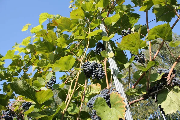 Trossen Rijpe Blauwe Druiven Wijnstok Met Groene Bladeren — Stockfoto