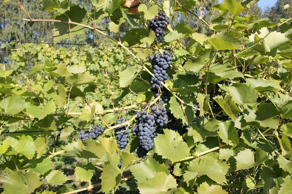 Des Grappes Raisins Bleus Mûrs Sur Vigne Aux Feuilles Vertes — Photo