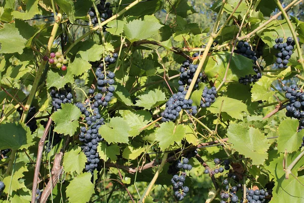 Des Grappes Raisins Bleus Mûrs Sur Vigne Aux Feuilles Vertes — Photo