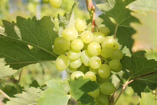 Ramo Uvas Verdes Maduras Vid Con Hojas — Foto de Stock