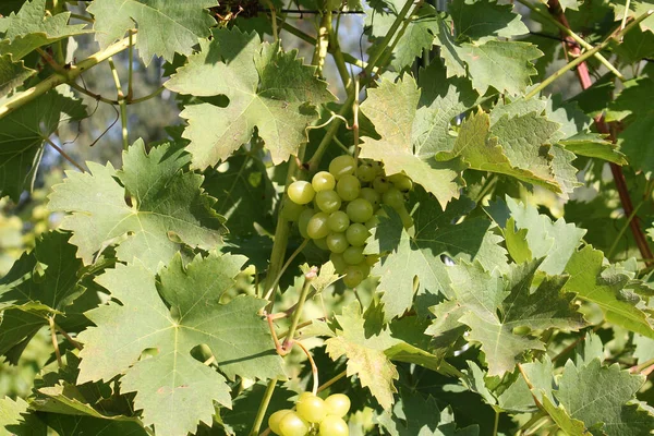 Des Grappes Raisins Verts Mûrs Sur Vigne Avec Des Feuilles — Photo