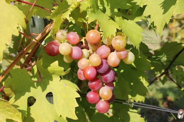 Bunch Van Rijpe Roze Druiven Wijnstok Met Bladeren — Stockfoto