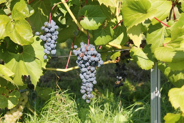 Des Grappes Raisins Bleus Mûrs Sur Vigne Aux Feuilles Vertes — Photo