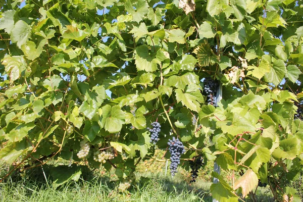 Буки Стиглого Синього Винограду Лозі Зеленим Листям — стокове фото