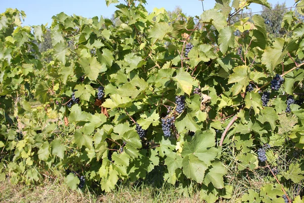 Racimos Uvas Azules Maduras Vid Con Hojas Verdes — Foto de Stock