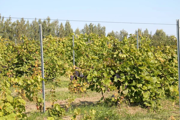 Weinrebe Mit Grünen Blättern Gesamtansicht Der Traubenpflanze Weinberg Sommer — Stockfoto
