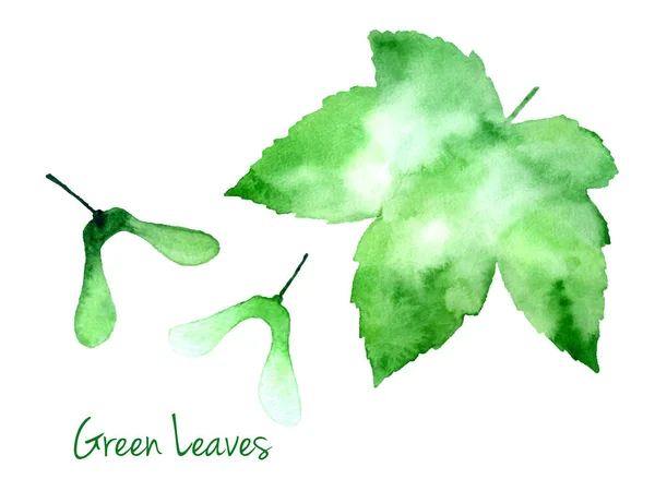 Set Green Vector Abstract Watercolor Maple Leaf Seeds Isolated White — ストックベクタ