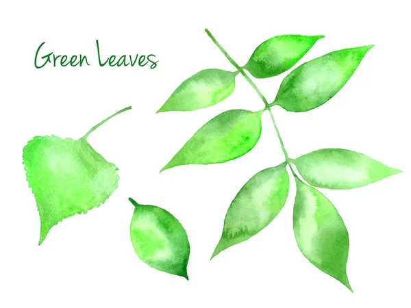 Set Green Vector Abstract Watercolor Leaves Birch Pear Ash Tree — Stockvektor