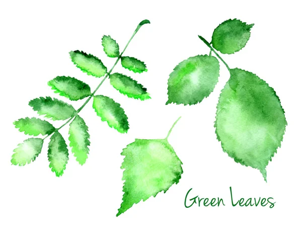 Set Green Vector Abstract Watercolor Leaves Hazel Birch Rowanberry Isolated — Stock Vector