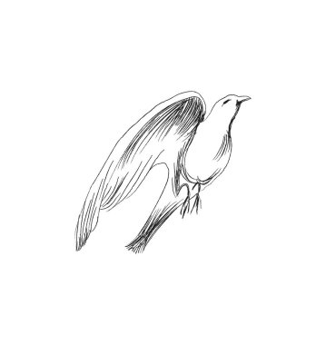 Özgürlük kavramı. Elle çizilmiş güvercin iki elle uçuyor. Yaşam özgürlüğü, doğanın tadını çıkaran özgür kuş izole edilmiş vektör çizimi.