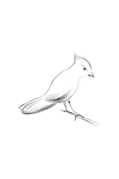 Dal Üzerinde Çizilmiş Kuş — Stok Vektör