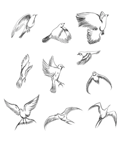 Çizimi Vektör Kümesi Kuşların Çeşitli Klasik Kuş Çizimleri — Stok Vektör
