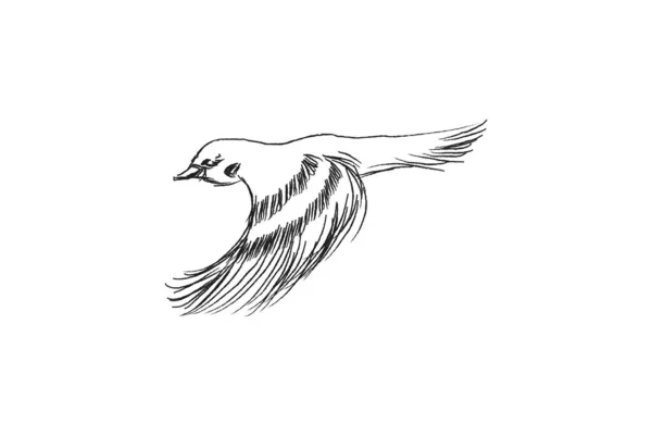 Croquis Oiseau Volant Illustration Vectorielle Dessinée Main Isolée Moineau Graveur — Image vectorielle