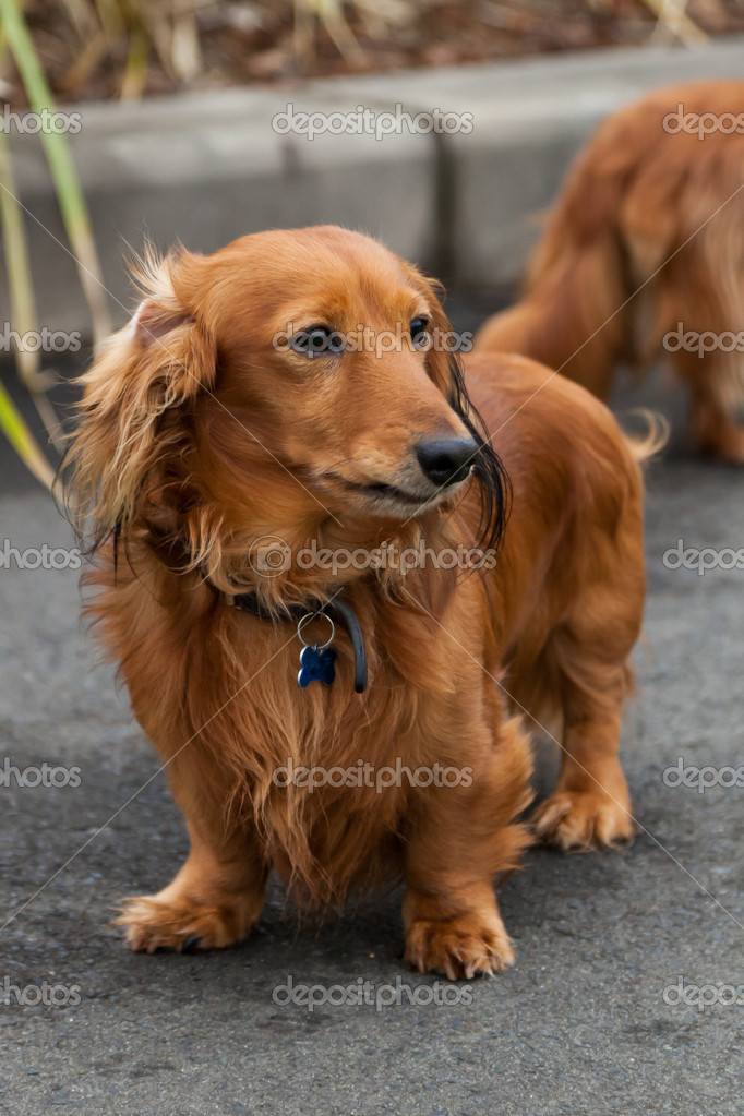 red haired dachshund