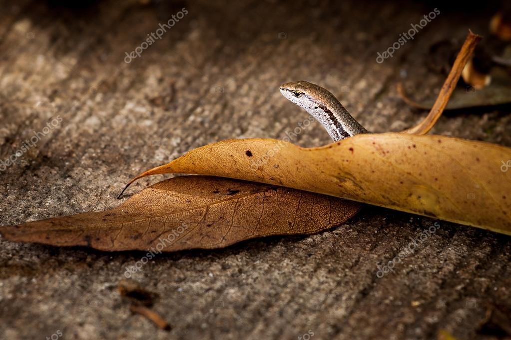 Common Garden Skink Head Peeking Above Leaves Stock Photo