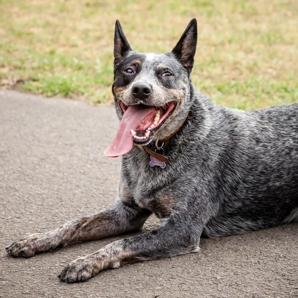 Australian Blue Heeler Lying Down and Looking Comic with Tongue