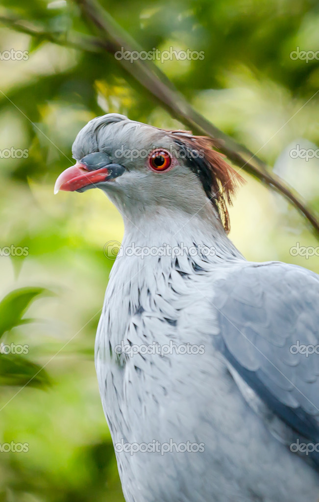 Australian native Topknot Pigeon — Stock Photo © sjallenphoto 43748587