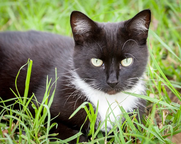 Black and White Cat Sitting in Green Grass