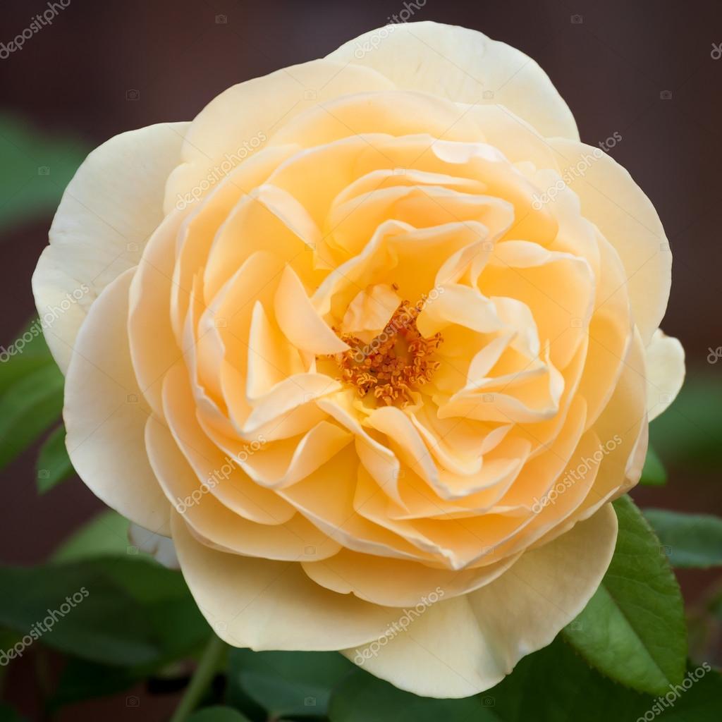 バフ美 ハイブリッド麝香薔薇のアプリコット黄色い花 ストック写真 C Sjallenphoto バフ美 ハイブリッド麝香薔薇のアプリコット黄色い花 ストック写真 C Sjallenphoto