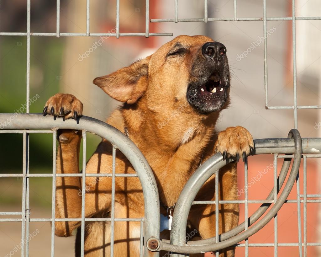 Guard Dog Barking a Warning Behind a Wire Fence Stock Photo by ©sjallenphoto 44888629