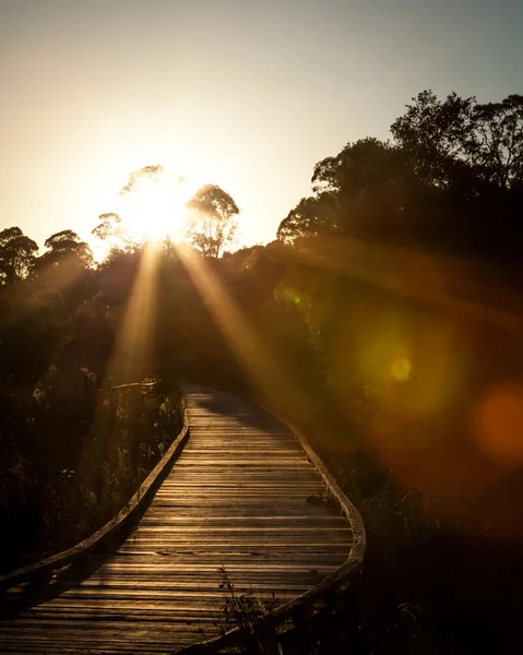 Wooden Boardwalk with Setting Sun Through Trees and Sun Flare