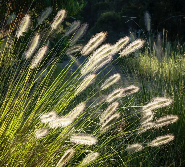 Flowers of Australian Grass Pennisetum alopecuroides Glowing in