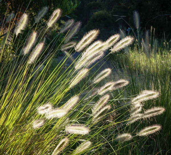 Flowers of Australian Grass Pennisetum alopecuroides Glowing in — Stock Image Flowers of Australian Grass Pennisetum alopecuroides Glowing in Stock Image