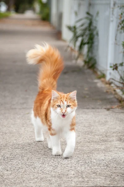 Young Cute Ginger and White Tabby Cat on the Footpath