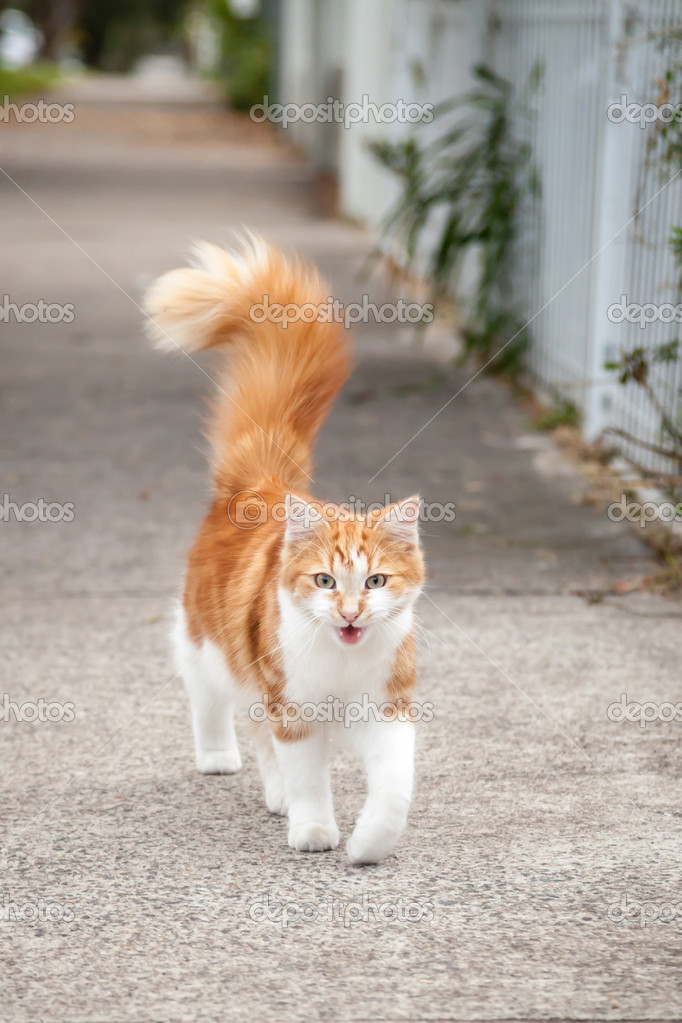 ginger and white tabby cat