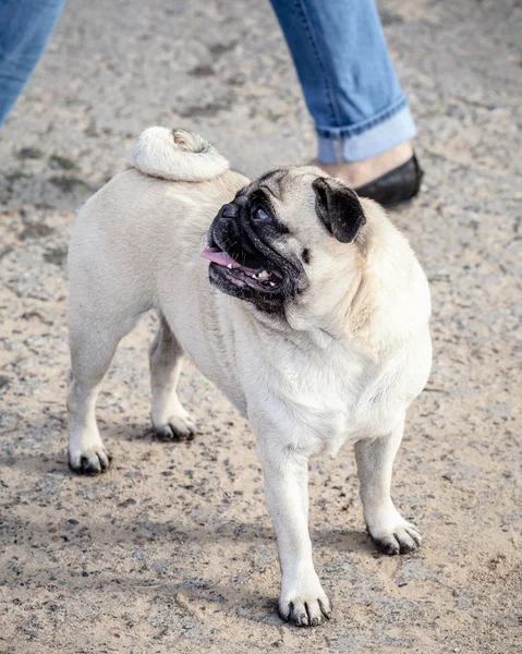 Personable and Cute Pug Dog Standing and Looking at Owner