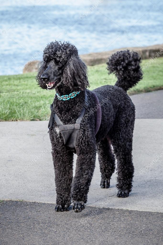 poodle harness