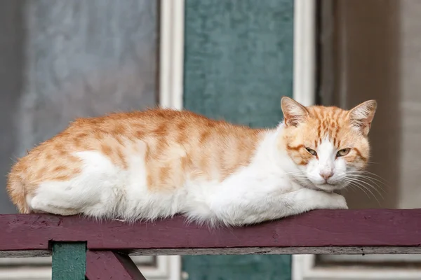 Thin Stray Ginger and White Cat Lying on Railing