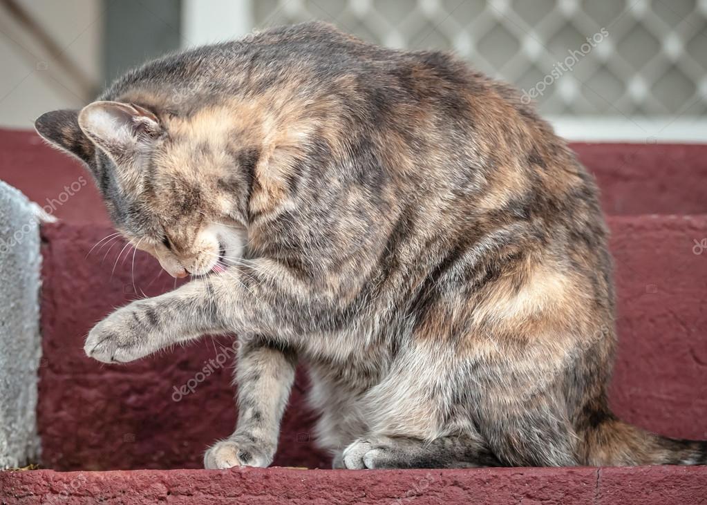 Grey And Ginger Tortoiseshell Tabby Cat Licking Herself