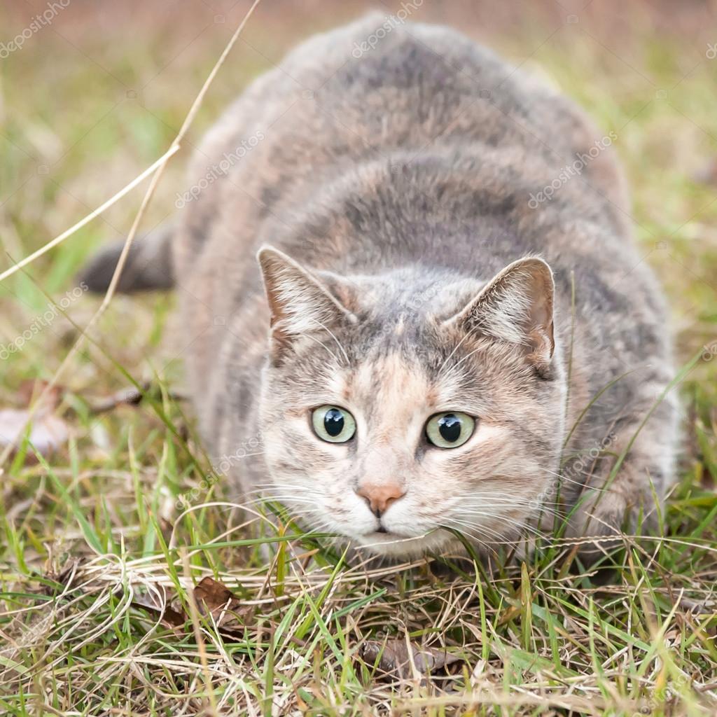 tortie tabby cat tortie tabby cat