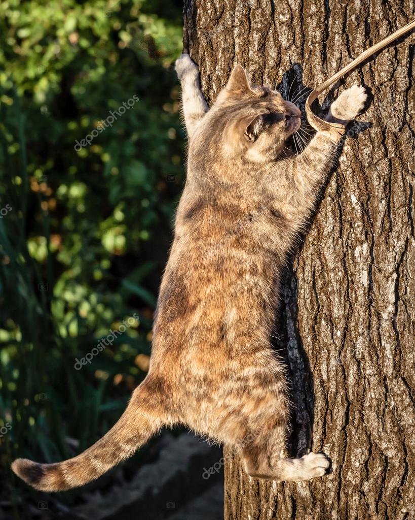 depositphotos_48731645-stock-photo-tortoiseshell-tabby-cat-climbing-a.jpg