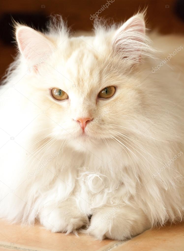 persian ragdoll cat