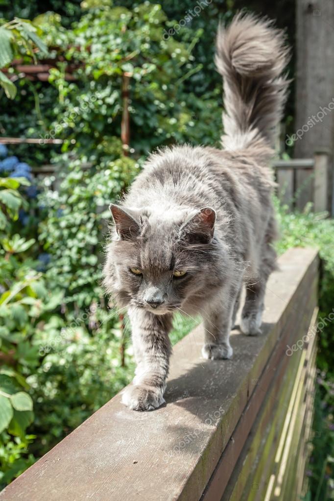 Dikkatle çitin yürüyen yaşlı gri uzun saçlı kedi — Stok Foto