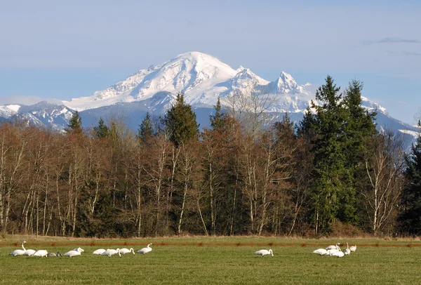 Trumpetti Joutsenet ja Mount Baker — kuvapankkivalokuva