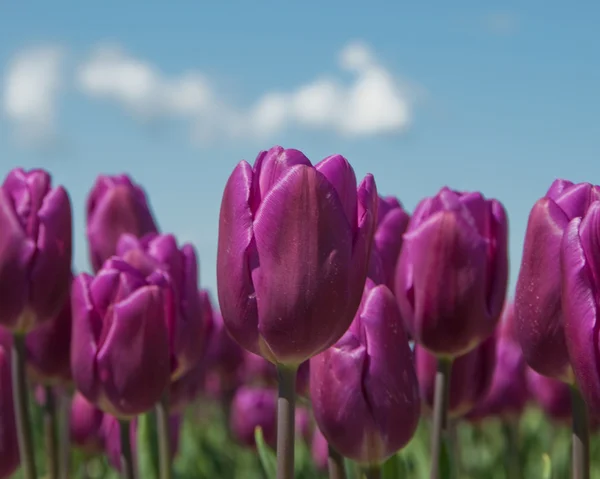 Purple Tulips and sky — Stock Photo, Image