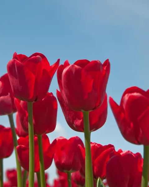 Red Tulips — Stock Photo, Image