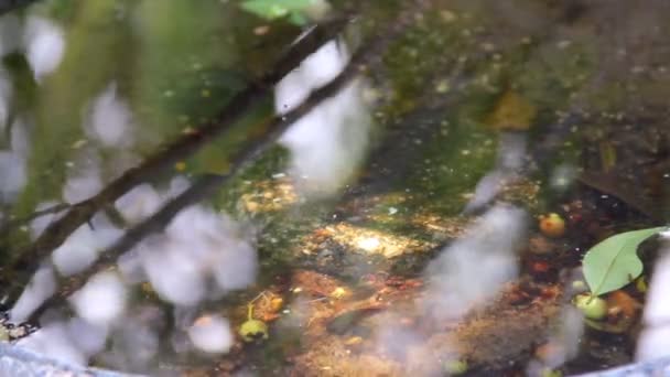 Fleurs dans le bain d'oiseau 2 — Video